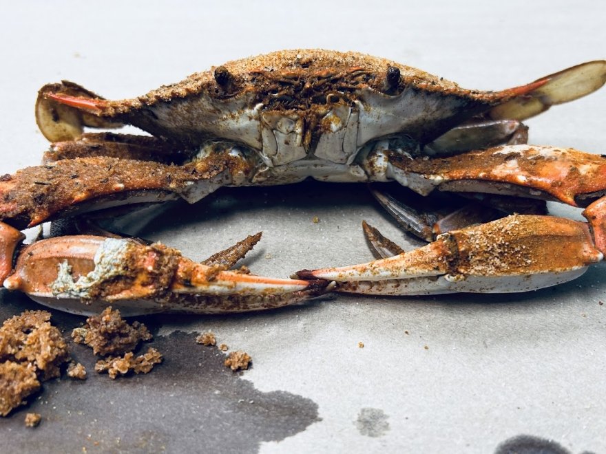 OCM Crabs OCM Crabs