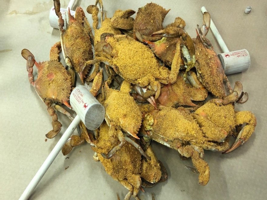 OCM Crabs OCM Crabs